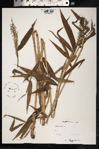 Image of Lasiacis ruscifolia