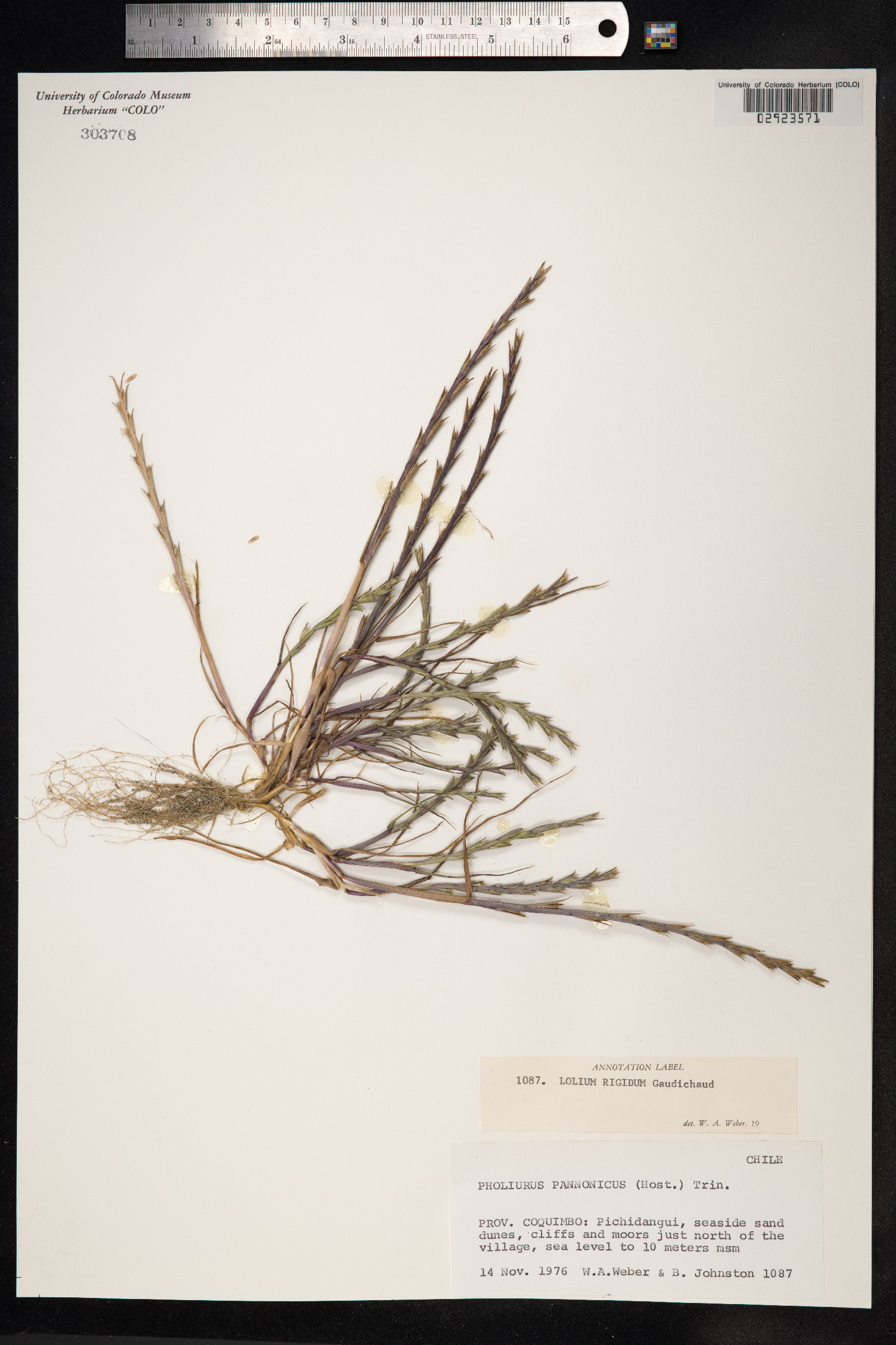 Lolium rigidum image