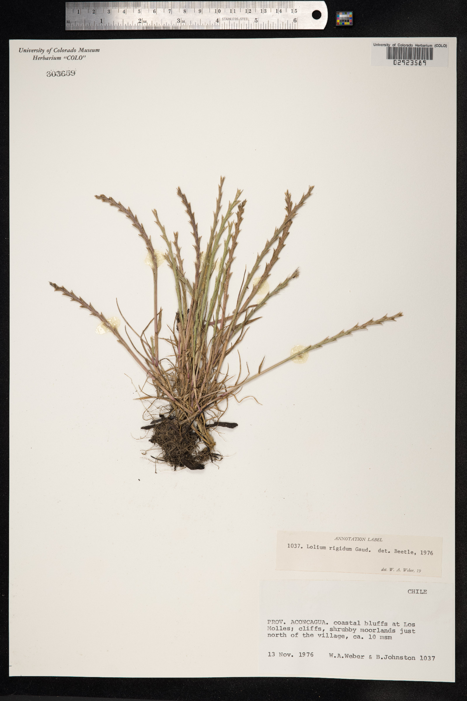 Lolium rigidum image