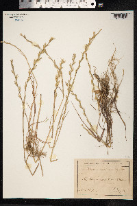 Image of Lolium rigidum