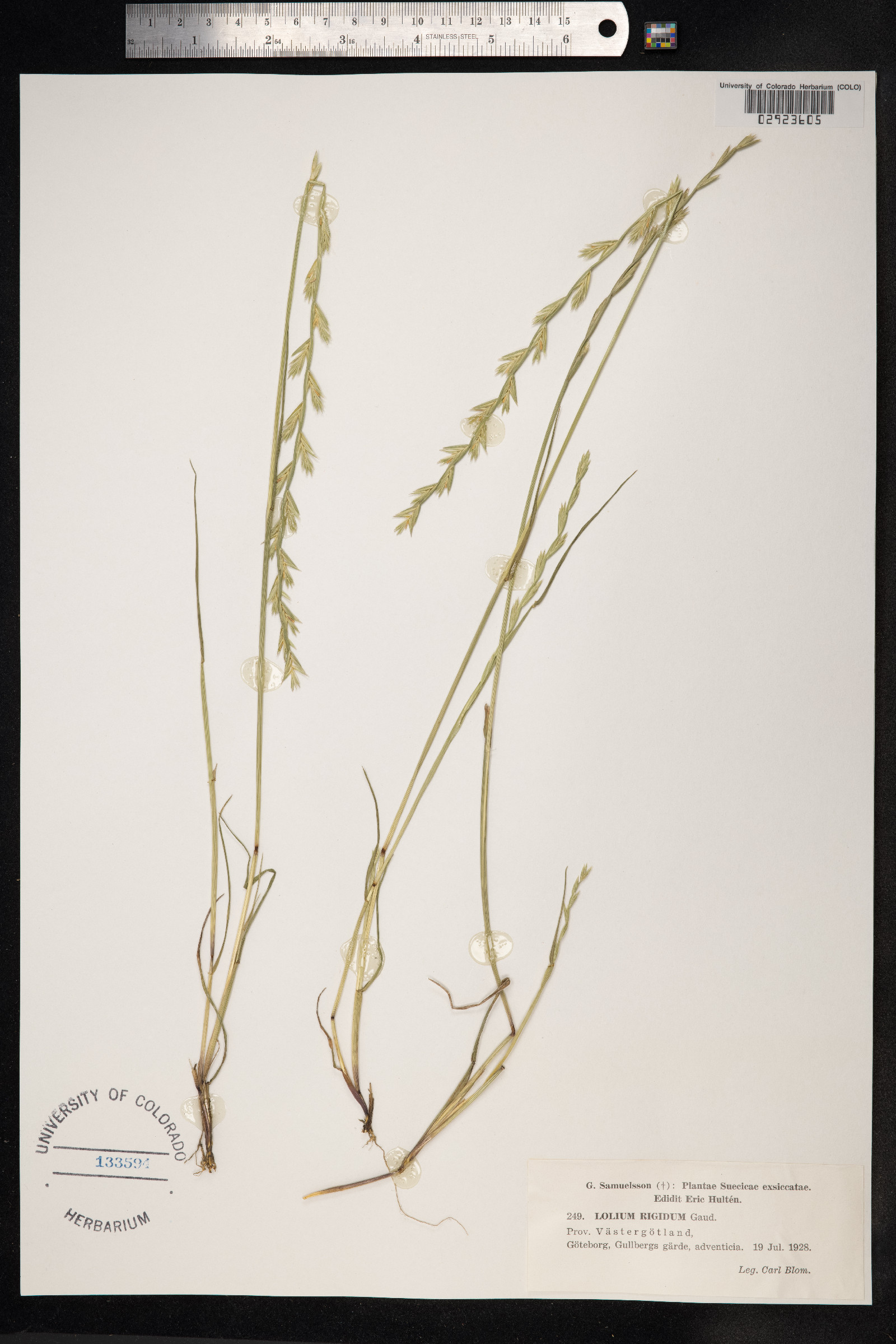 Lolium rigidum image