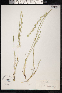 Lolium rigidum image