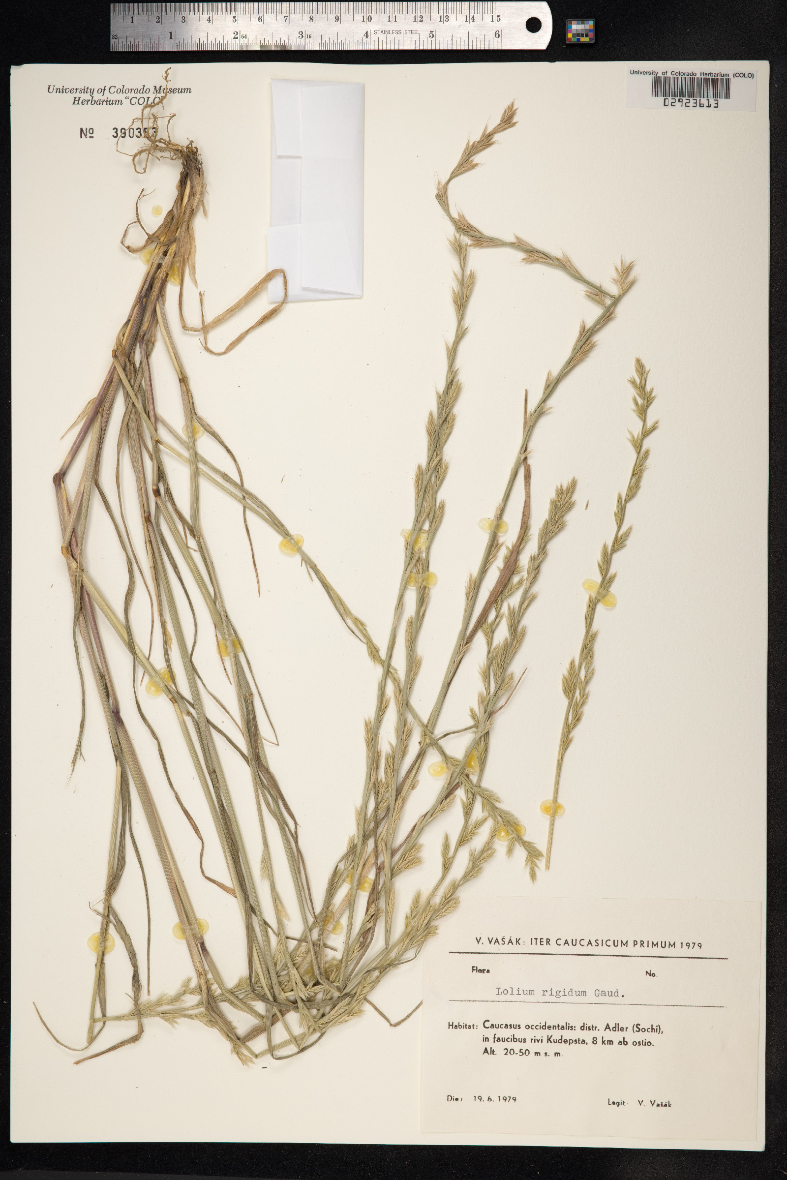 Lolium rigidum image