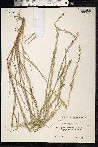 Lolium rigidum image