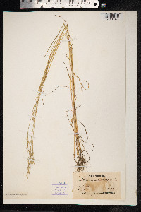 Lolium temulentum image