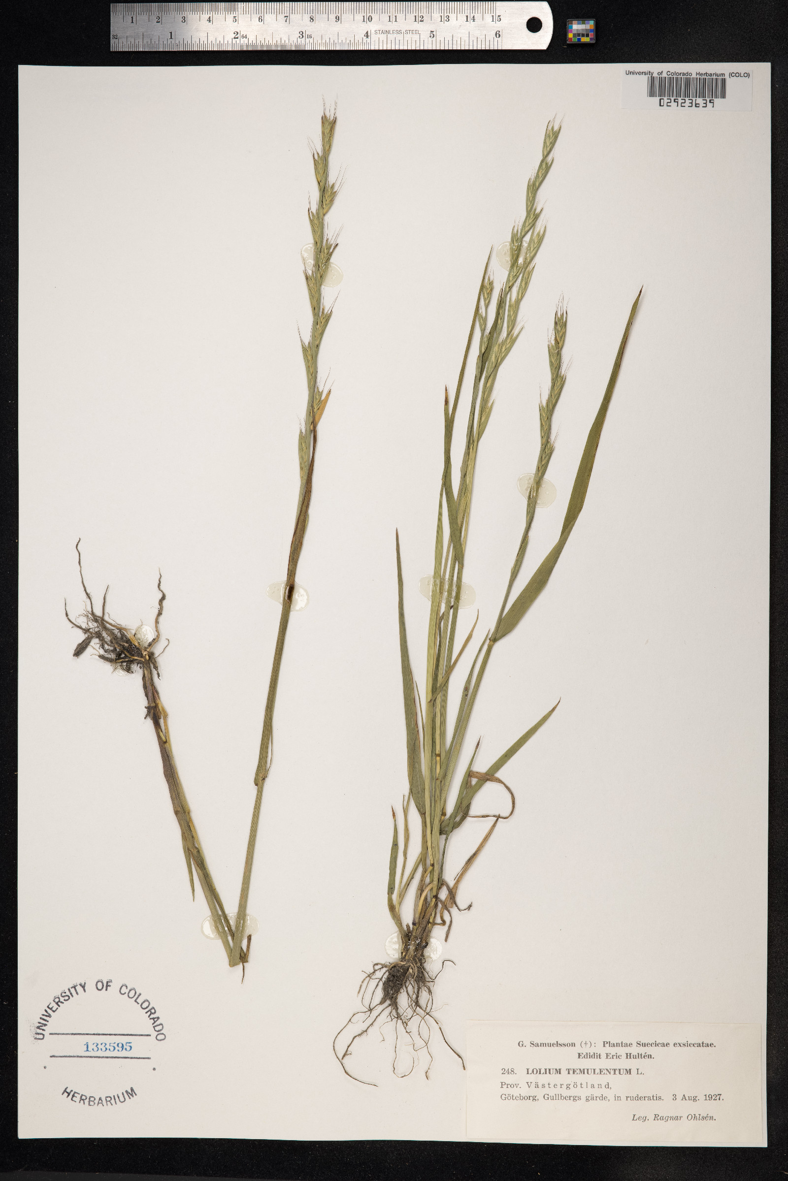 Lolium temulentum image