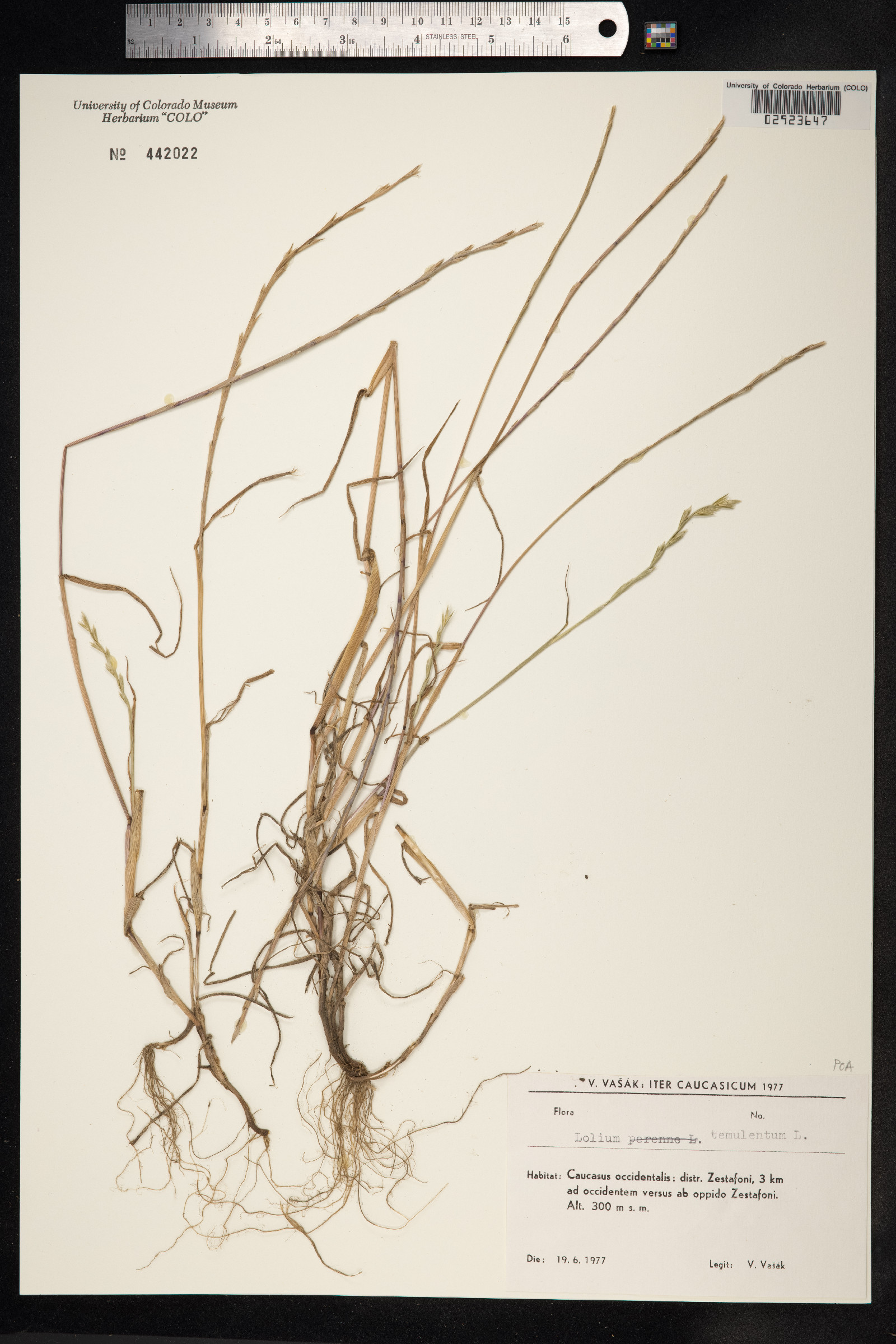 Lolium temulentum image