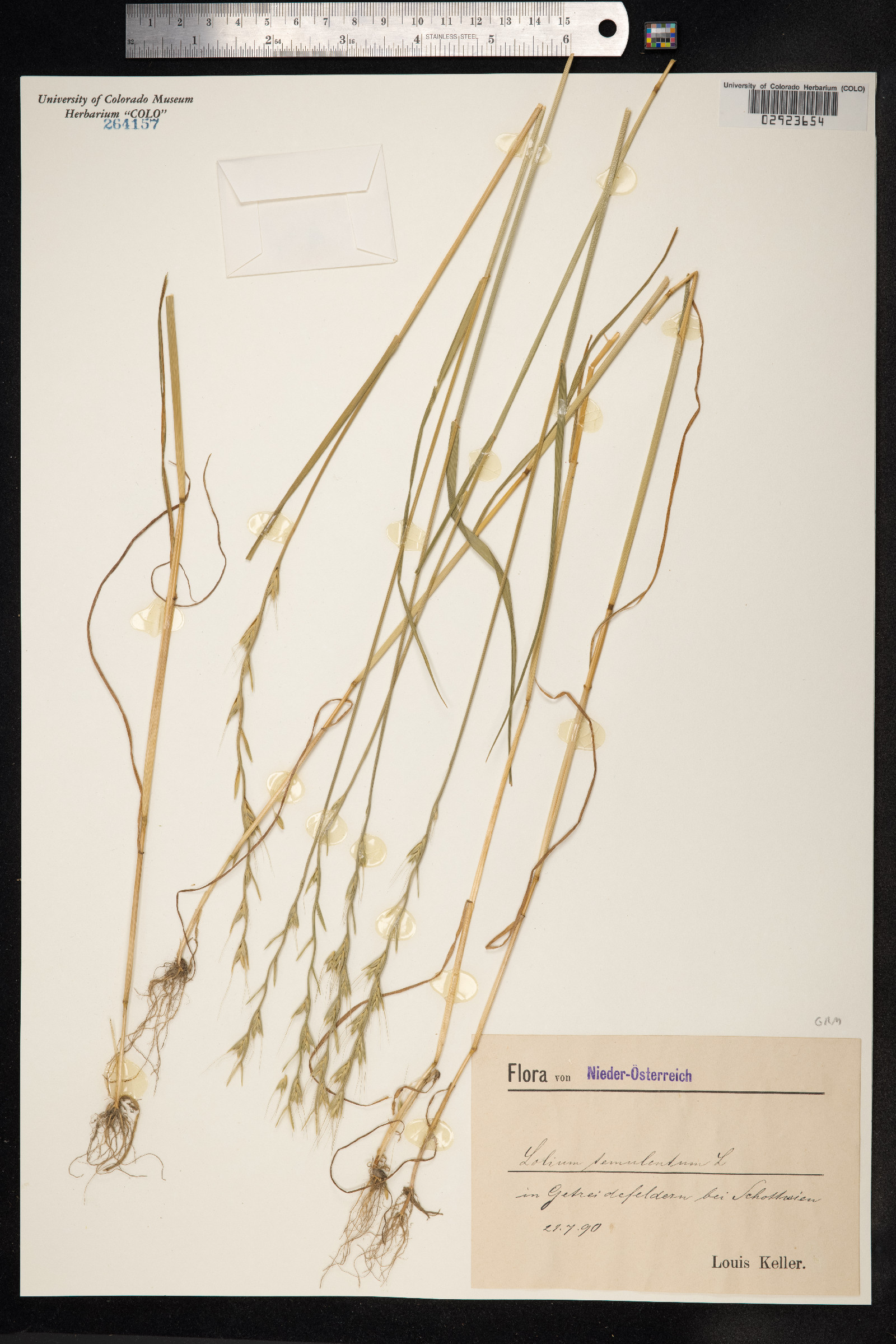 Lolium temulentum image