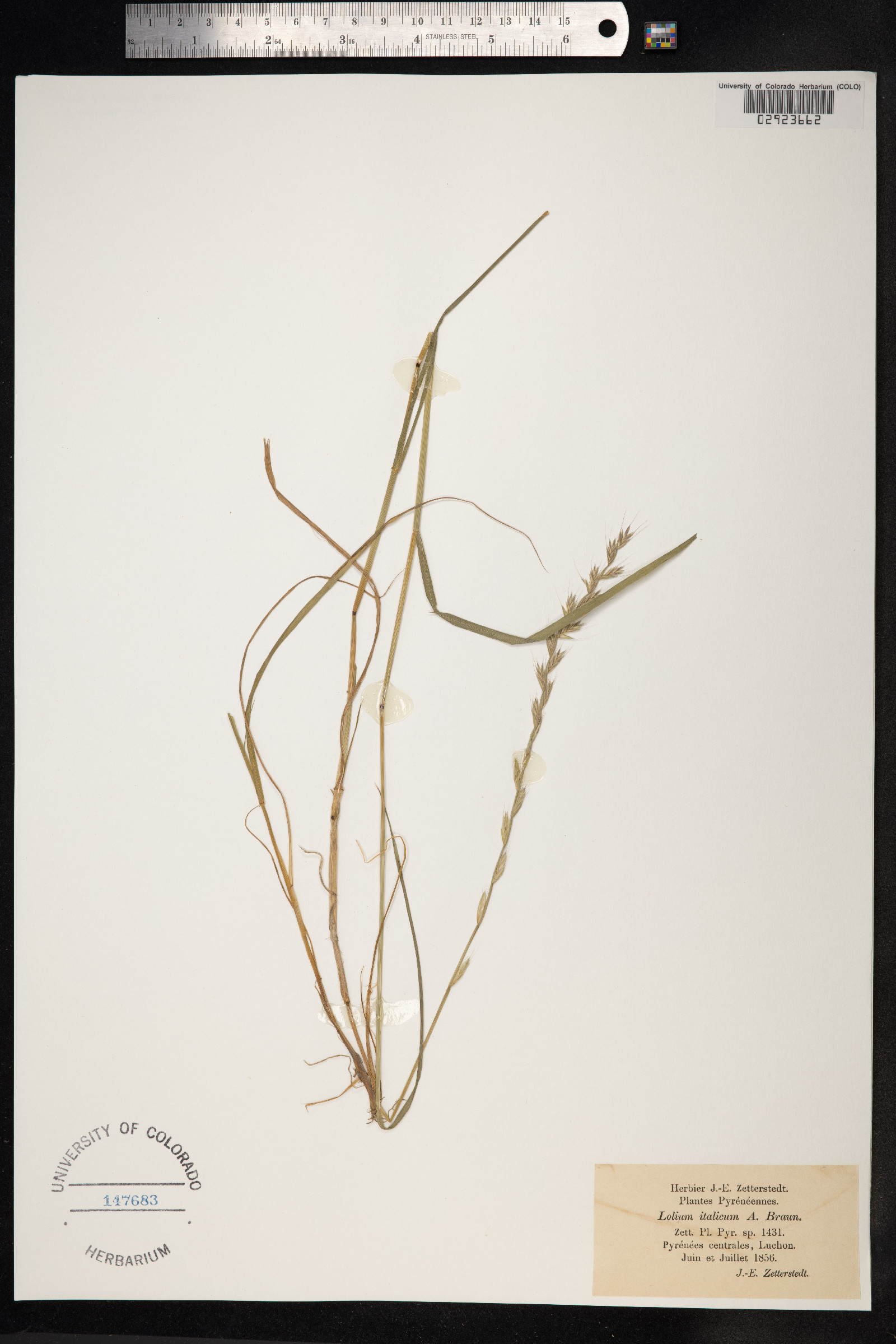 Lolium multiflorum image