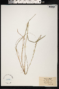 Image of Lolium multiflorum