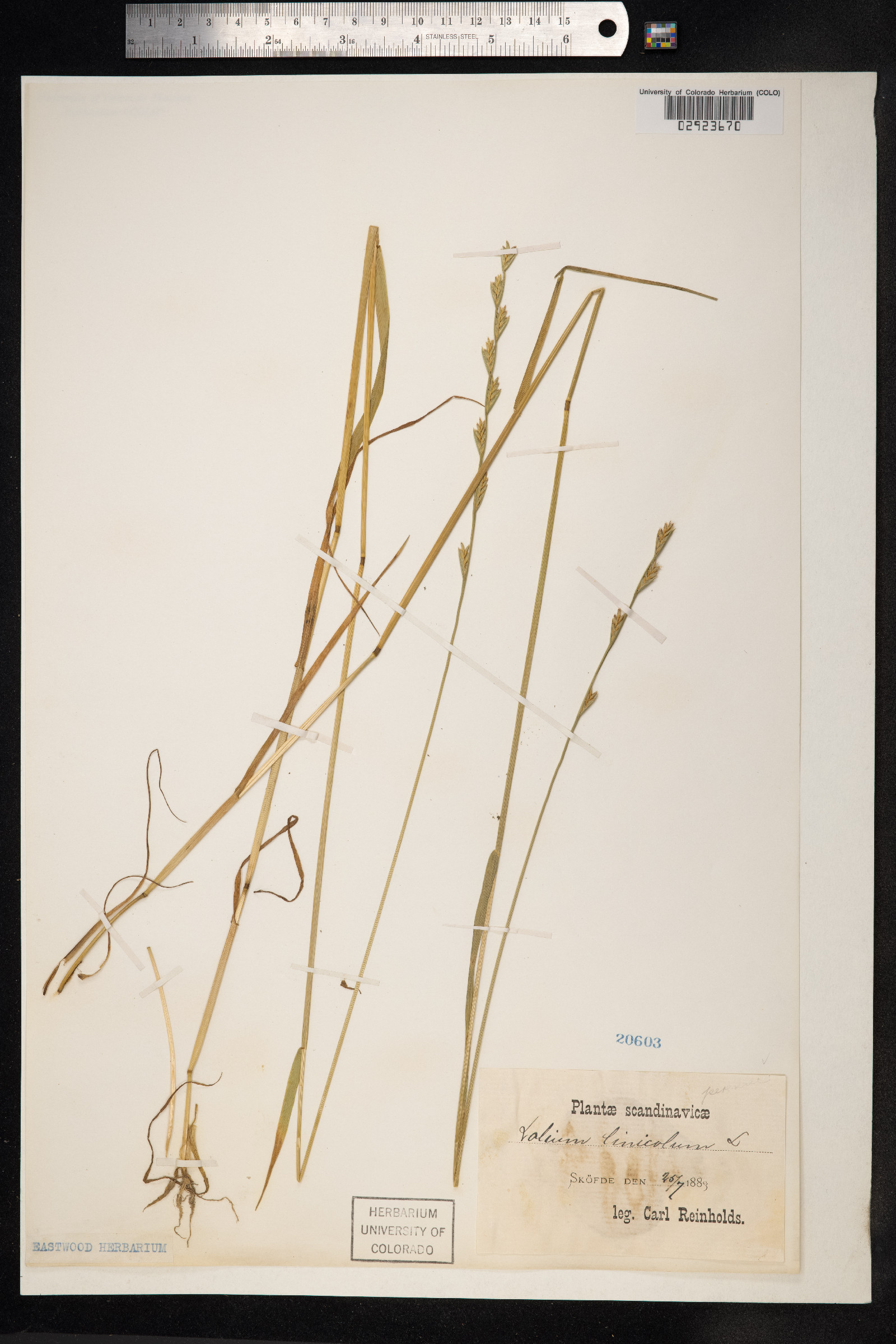 Lolium remotum image