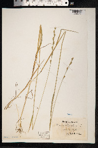 Image of Lolium remotum