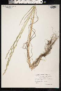 Lolium perenne image