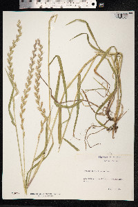 Lolium perenne image