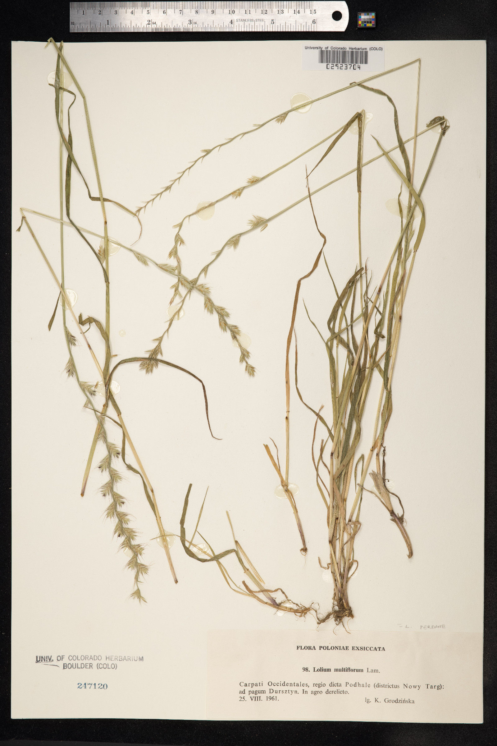 Lolium perenne image