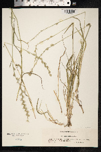Lolium perenne image