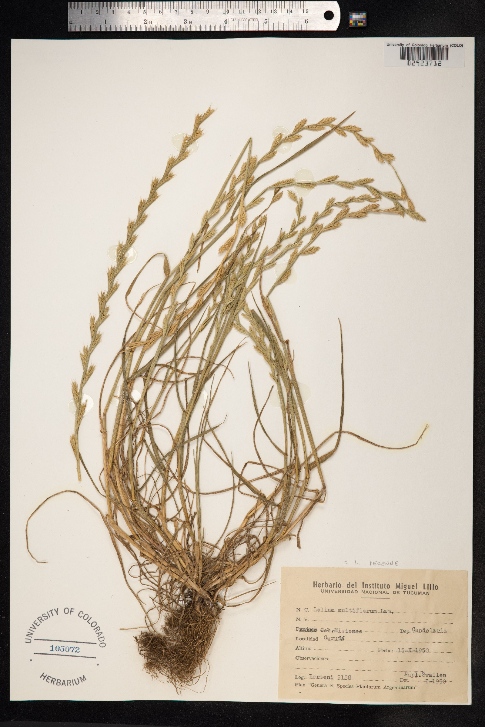 Lolium perenne image