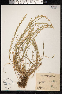 Lolium perenne image
