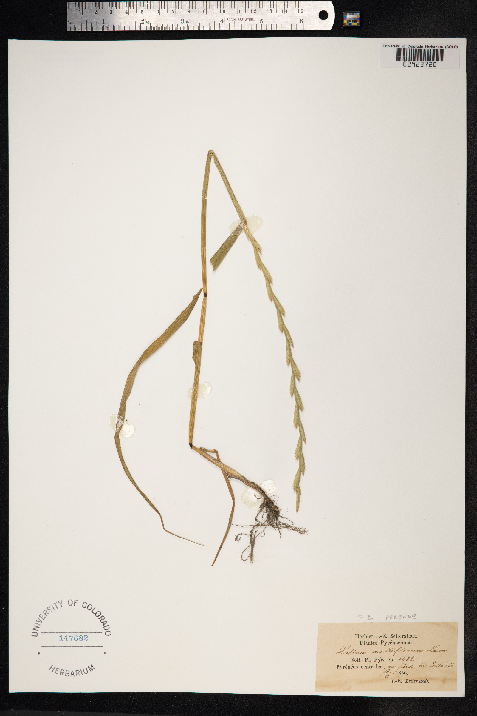 Lolium perenne image