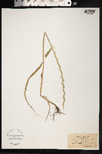 Lolium perenne image