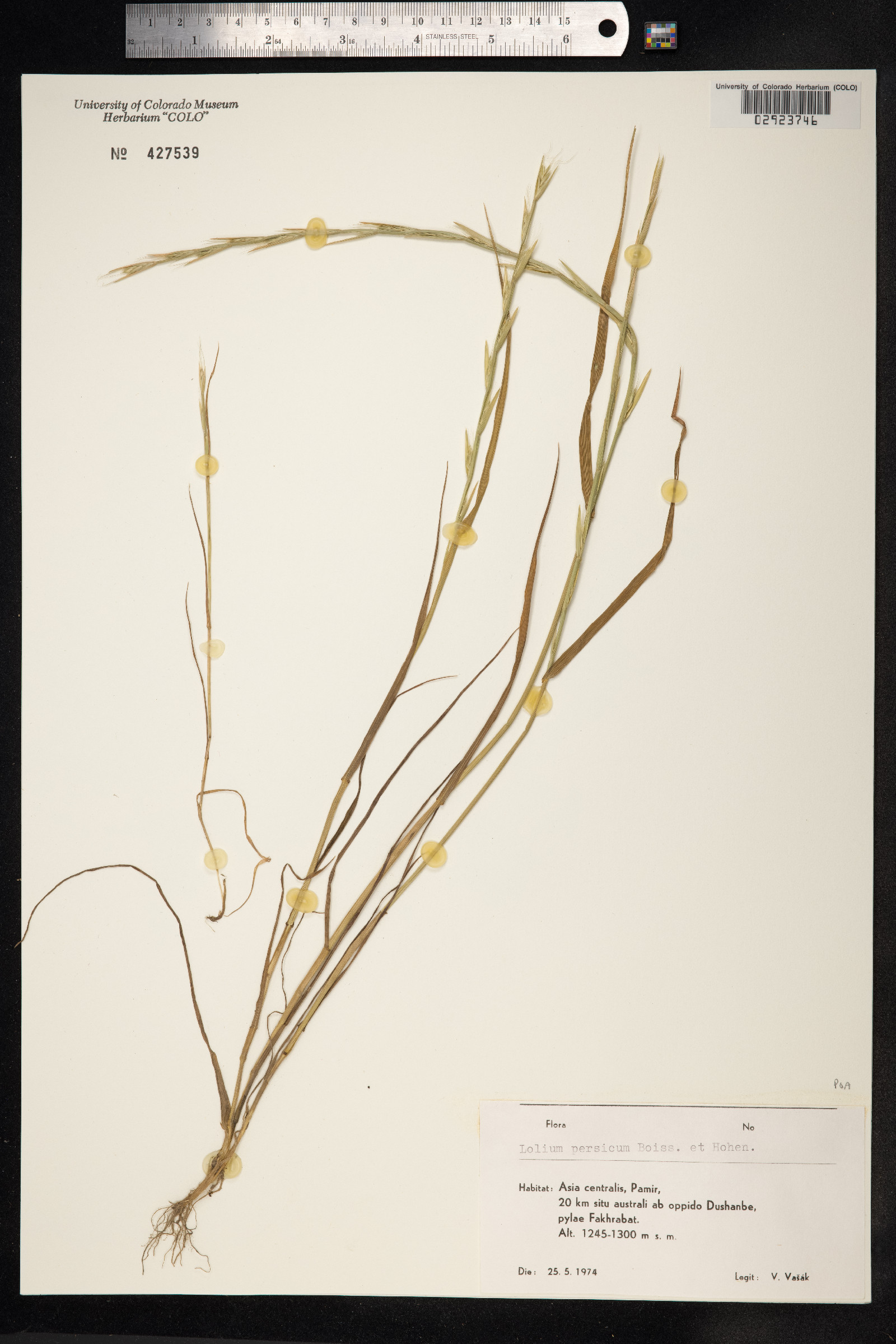 Lolium persicum image