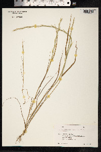 Image of Lolium persicum