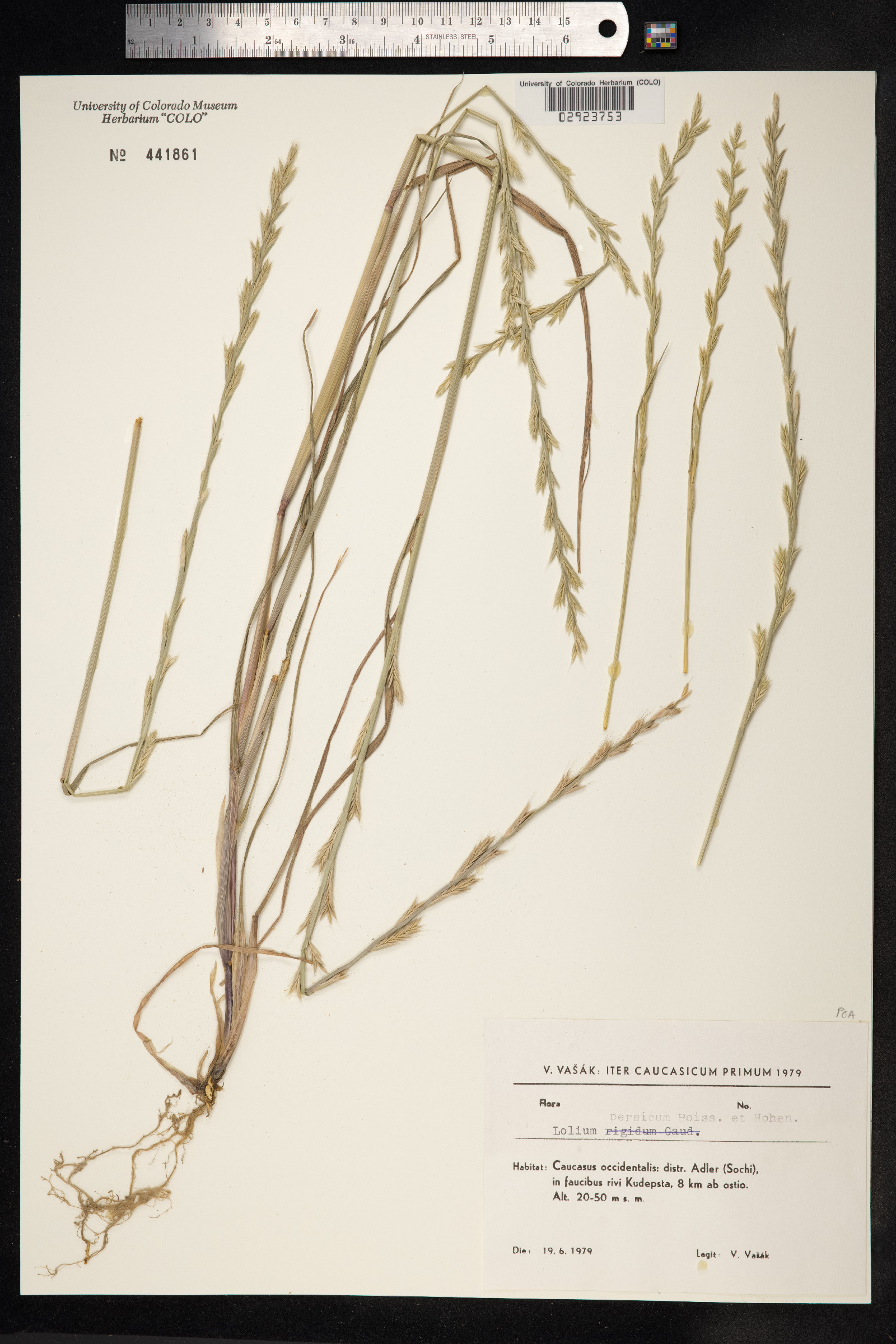 Lolium persicum image