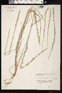 Lolium persicum image