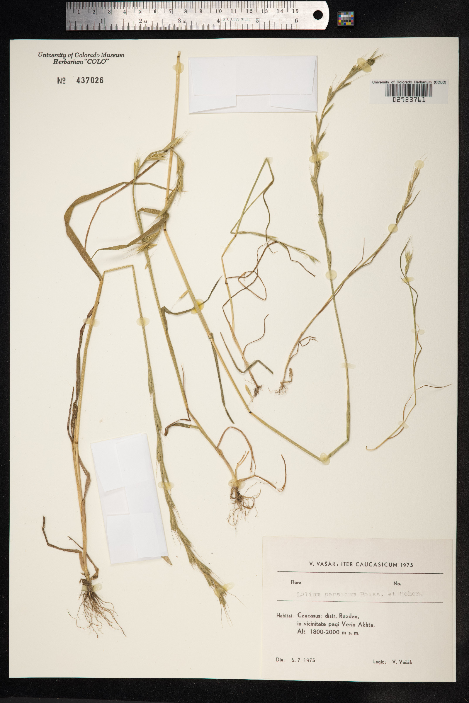 Lolium persicum image