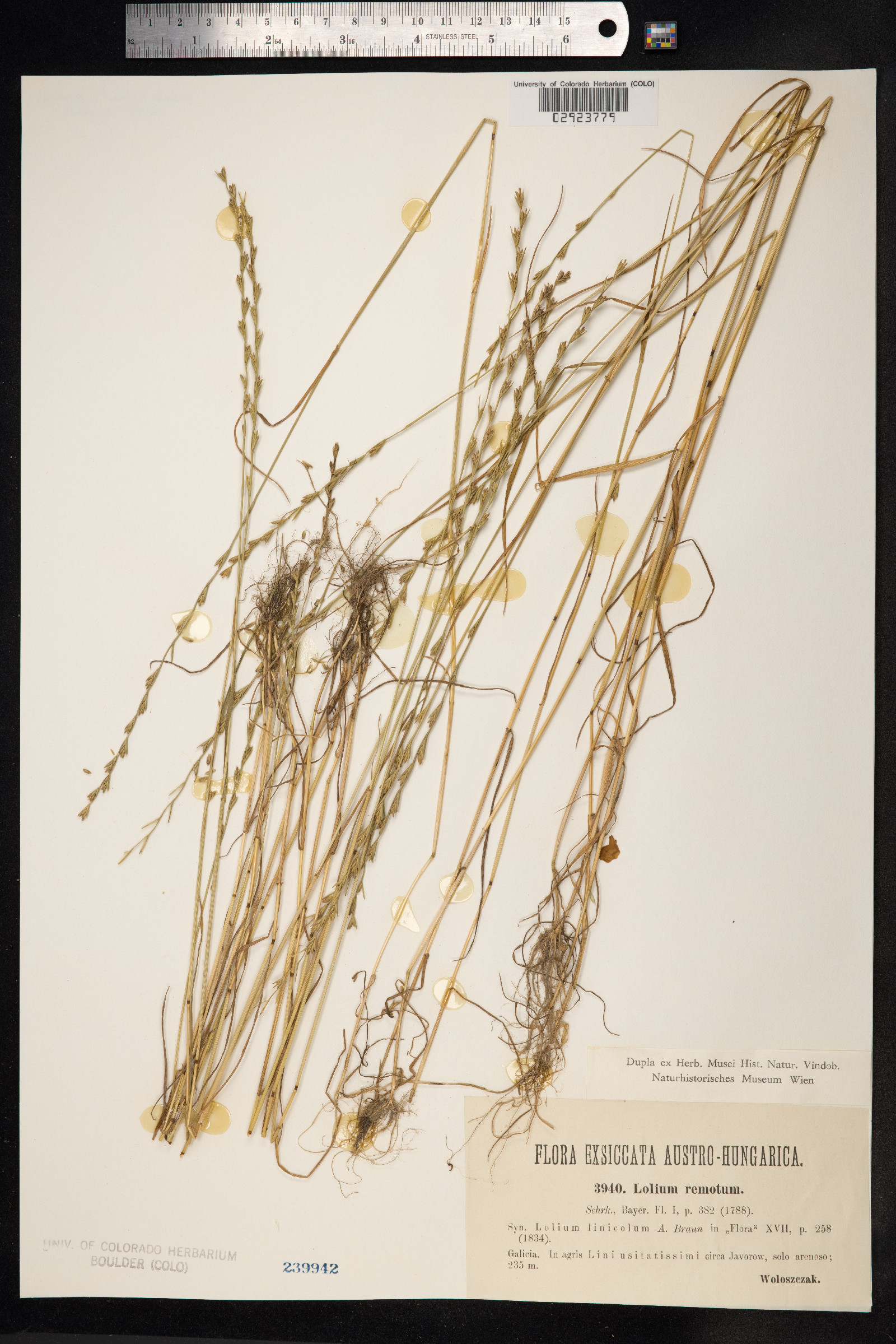 Lolium persicum image