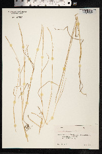 Lolium rigidum image