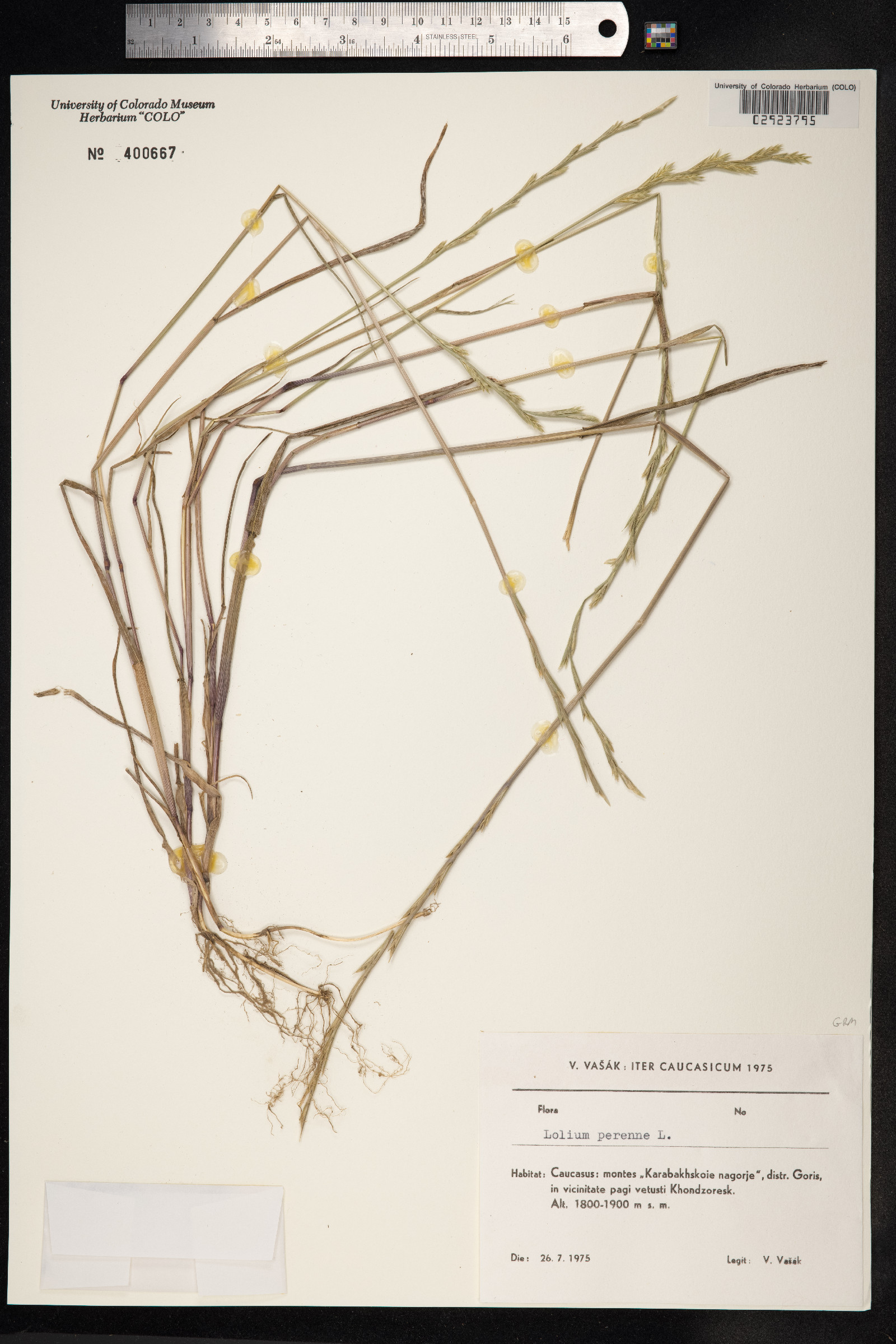 Lolium perenne image