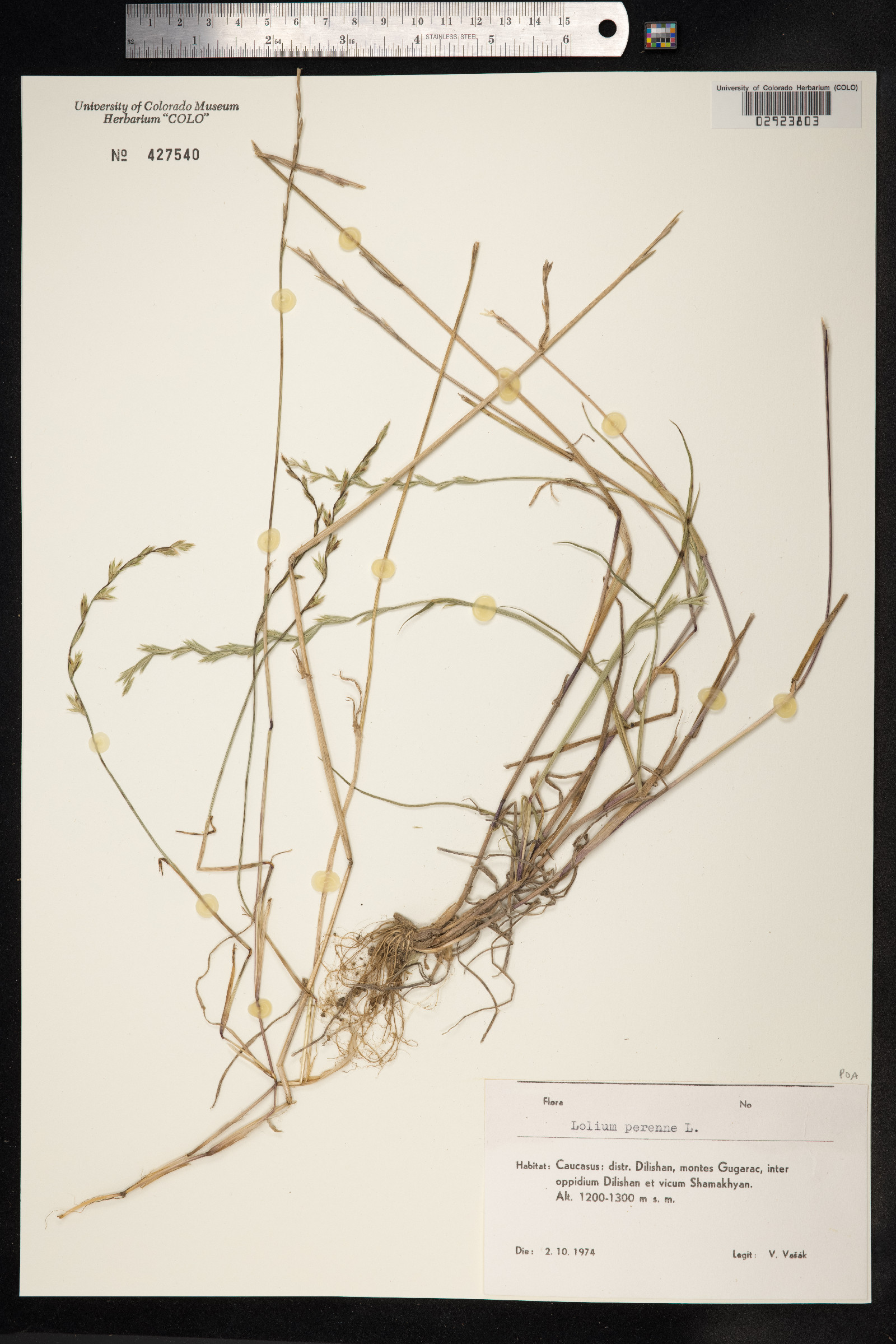 Lolium perenne image