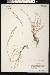 Lolium perenne image