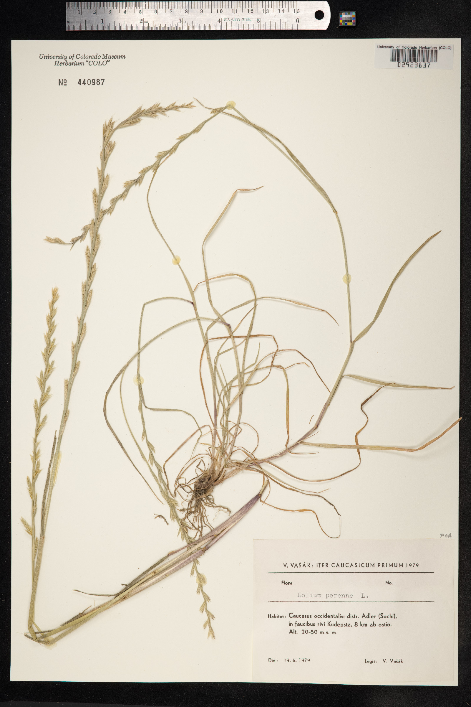 Lolium perenne image
