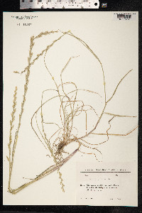 Lolium perenne image