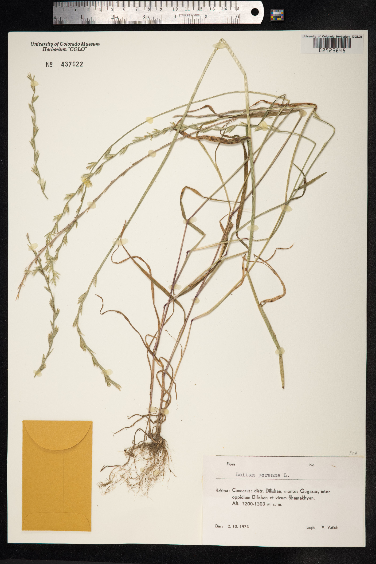 Lolium perenne image