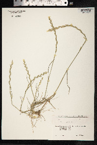 Lolium perenne image