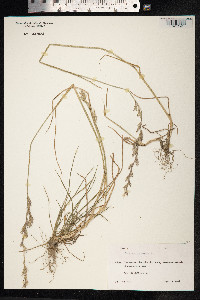 Lolium perenne image