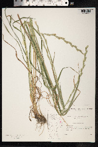 Lolium perenne image