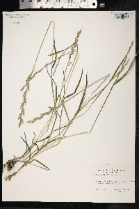 Lolium perenne image