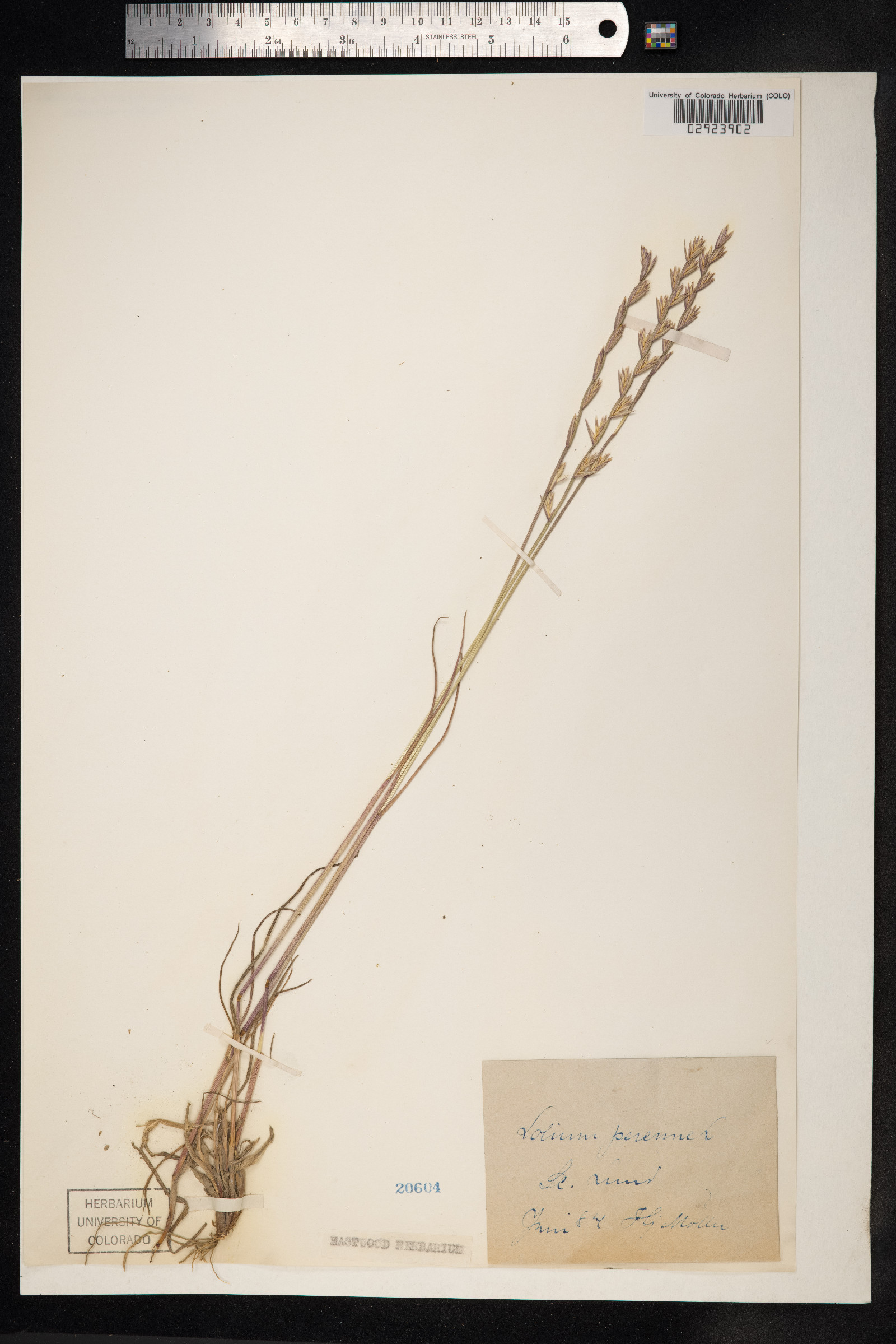 Lolium perenne image