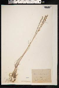Lolium perenne image