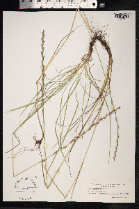 Lolium perenne image