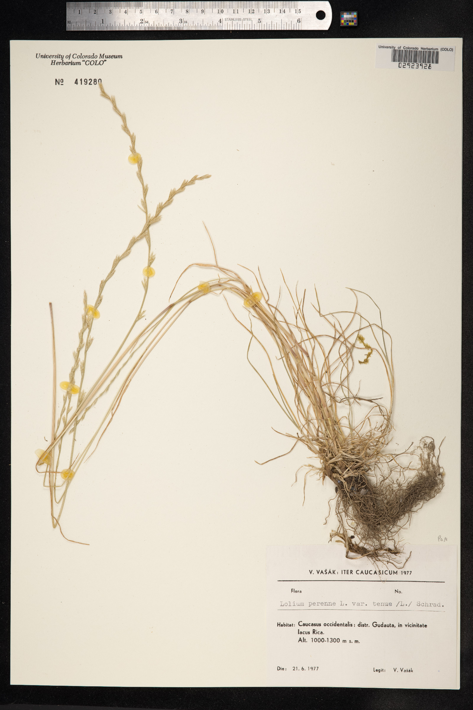 Lolium perenne image