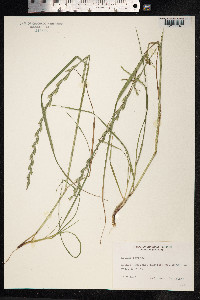 Lolium perenne image