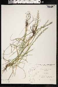 Lolium perenne image