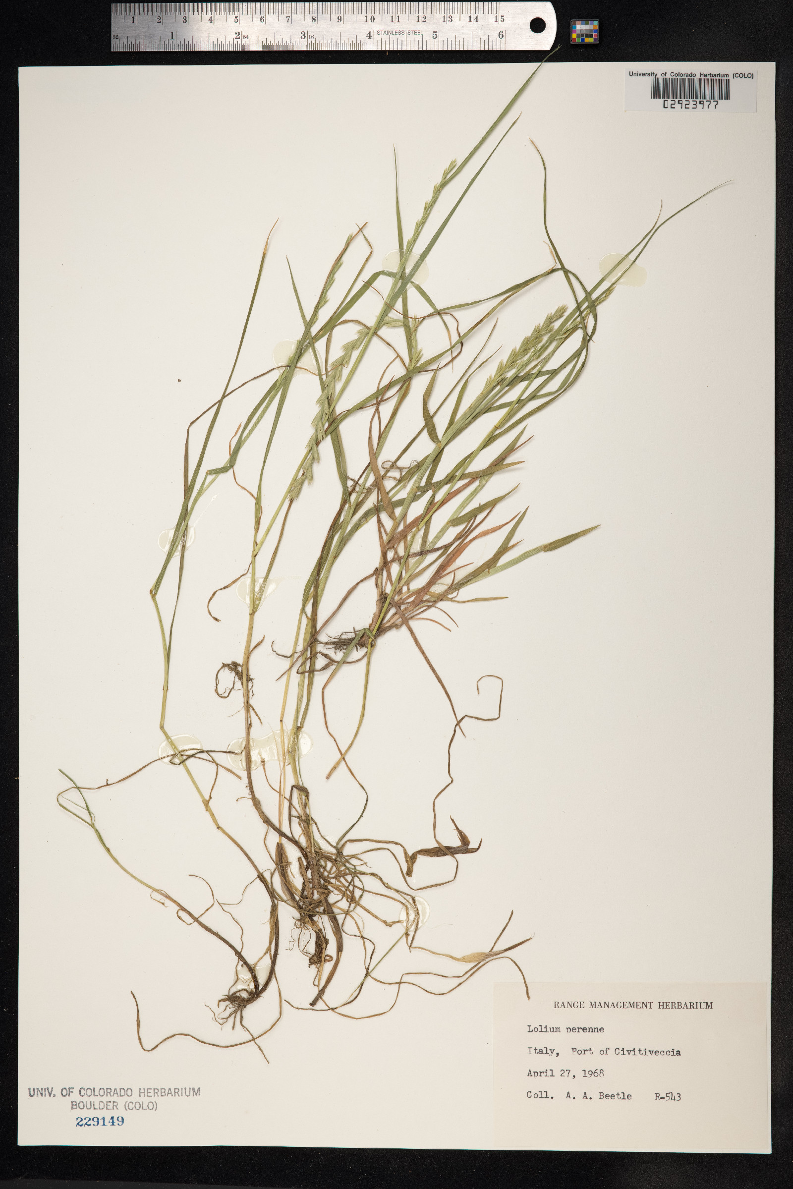 Lolium perenne image