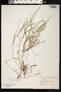 Lolium perenne image