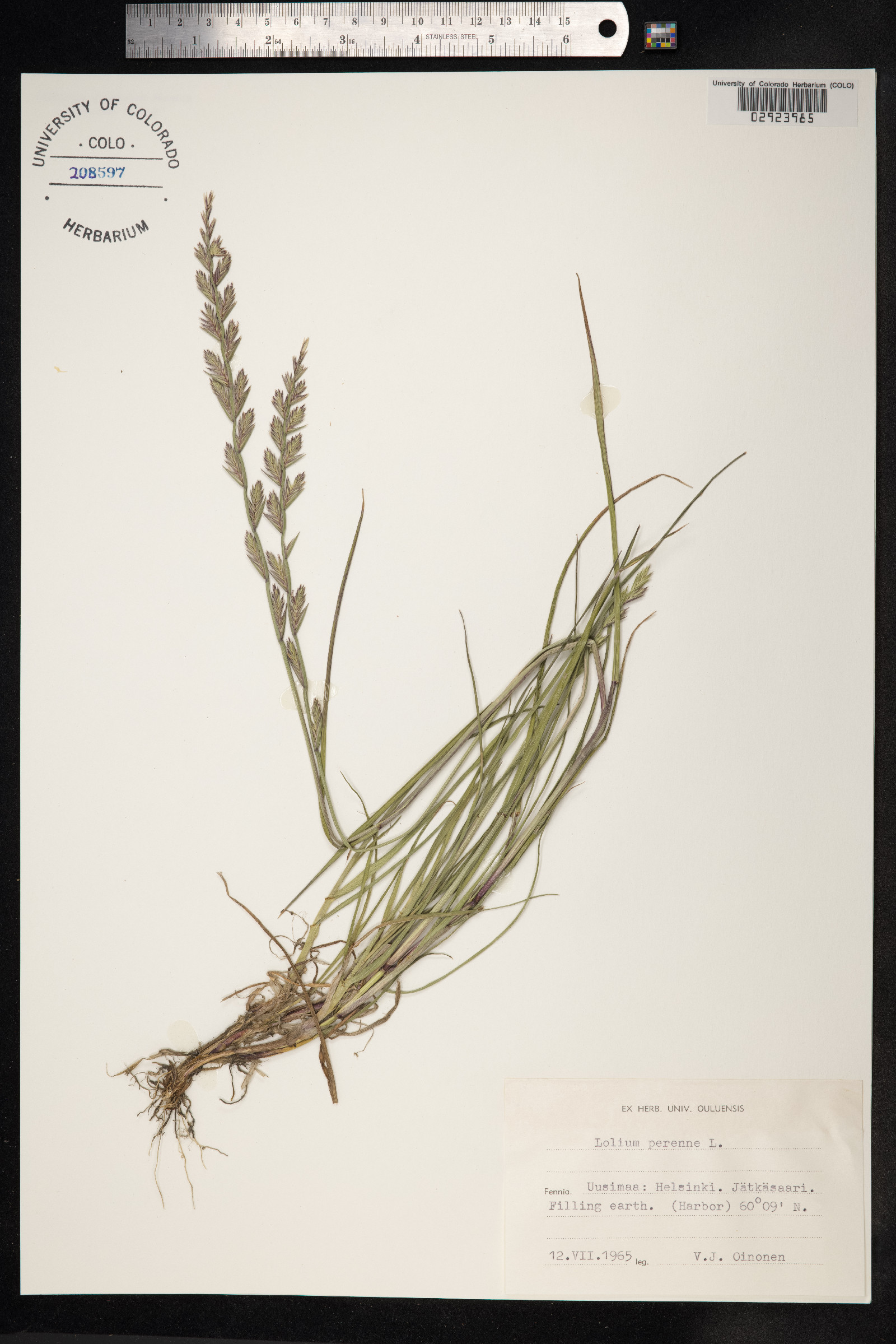Lolium perenne image